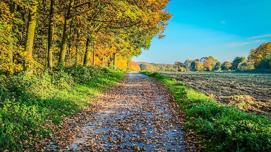 dirt road beside tall trees under blue sky, autumn, sunset HD wallpaper
