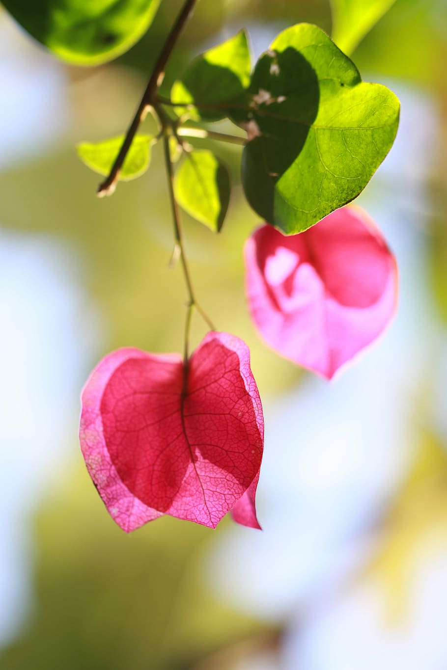 photography of pink flower, nature, spring flowers, garden HD wallpaper