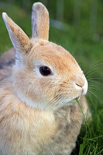 close-up photo of beige rabbit eating grass, dwarf rabbit, dwarf bunny HD wallpaper