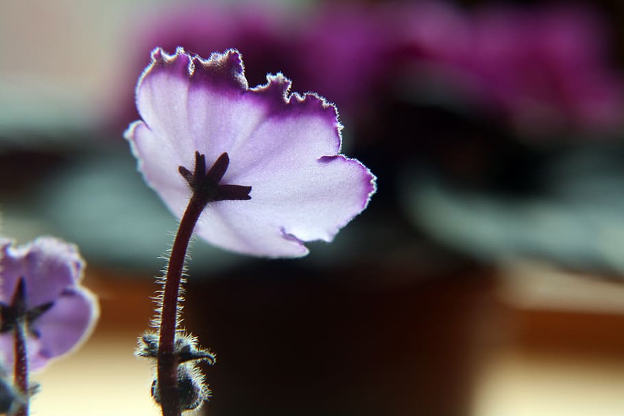 violet, purple, lighting effect, flower, indoor plant, flowering plant HD wallpaper