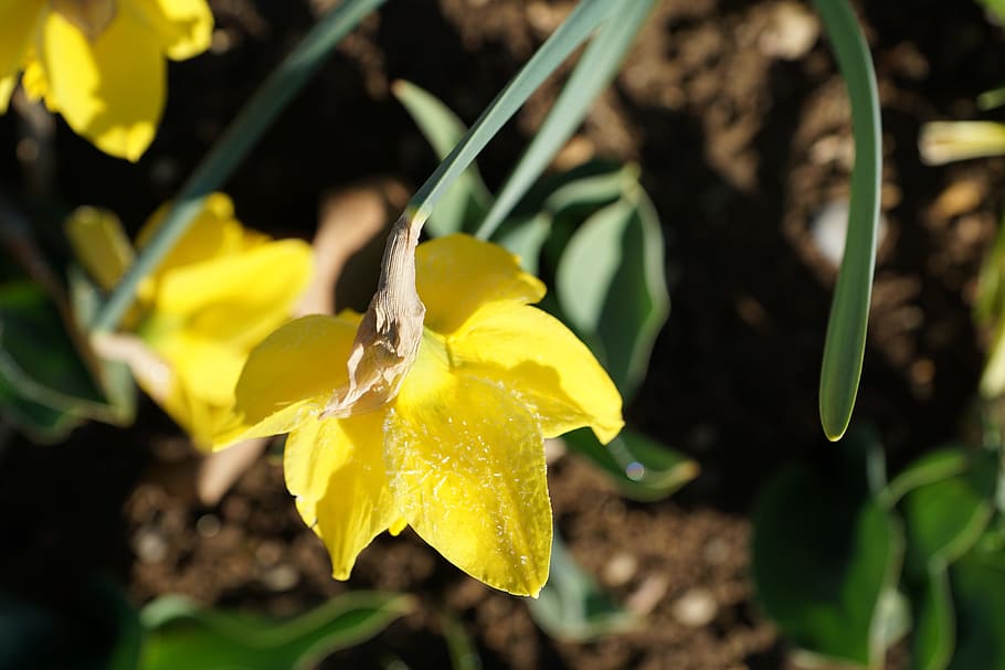 Daffodils, Flower, Yellow, Macro, Nature, green, spring, petal HD wallpaper