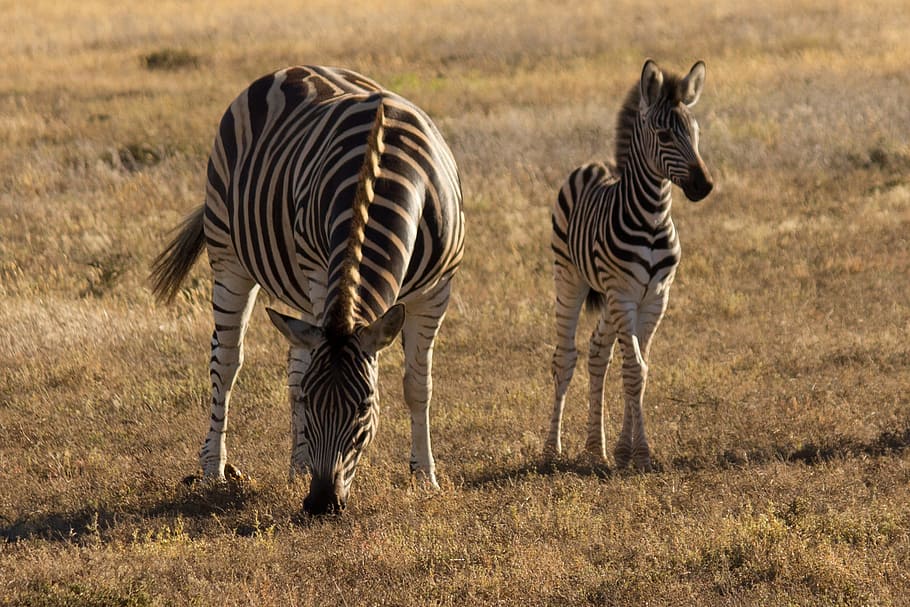 two zebra on brown grass field, animal world, young zebra, zebra stripes, HD wallpaper