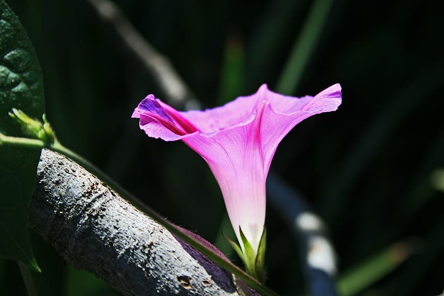 shallow focus photography of pink flower, pink morning glory flower