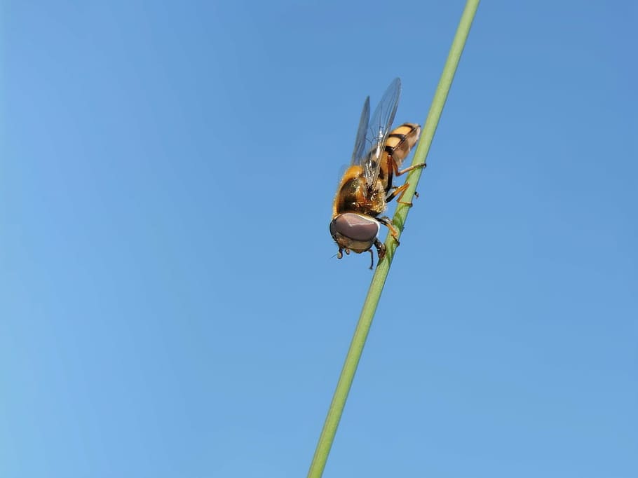 box hover fly, hoverfly, blue, sky, animal themes, animal wildlife HD wallpaper