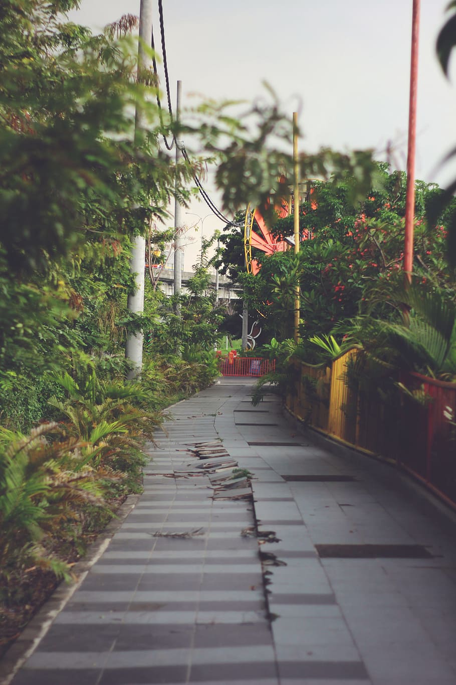 Brown Concrete Road, daylight, environment, flora, flowers, garden HD wallpaper