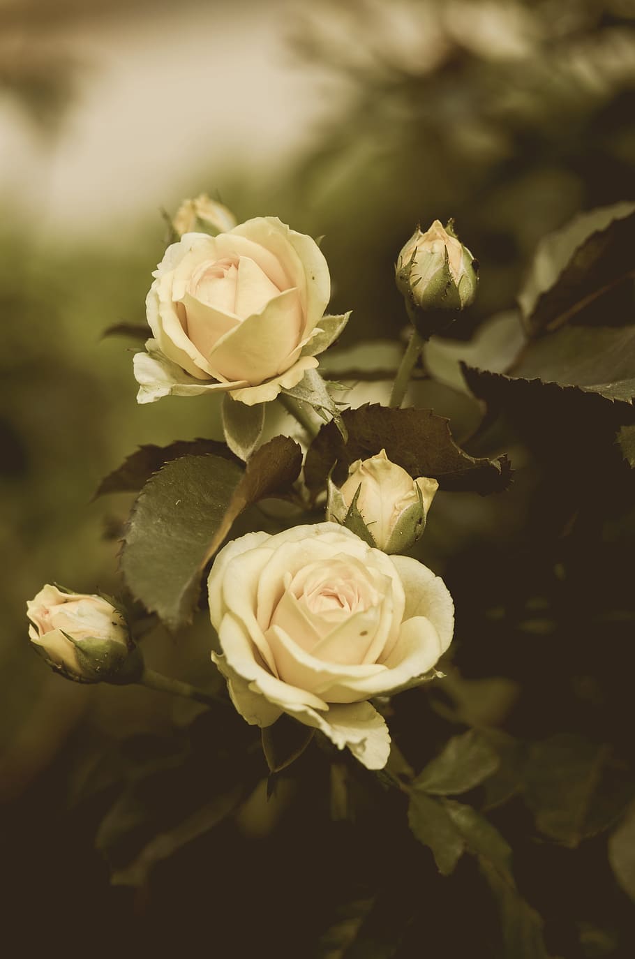 selective color photography of white rose flowers, roses, nature HD wallpaper