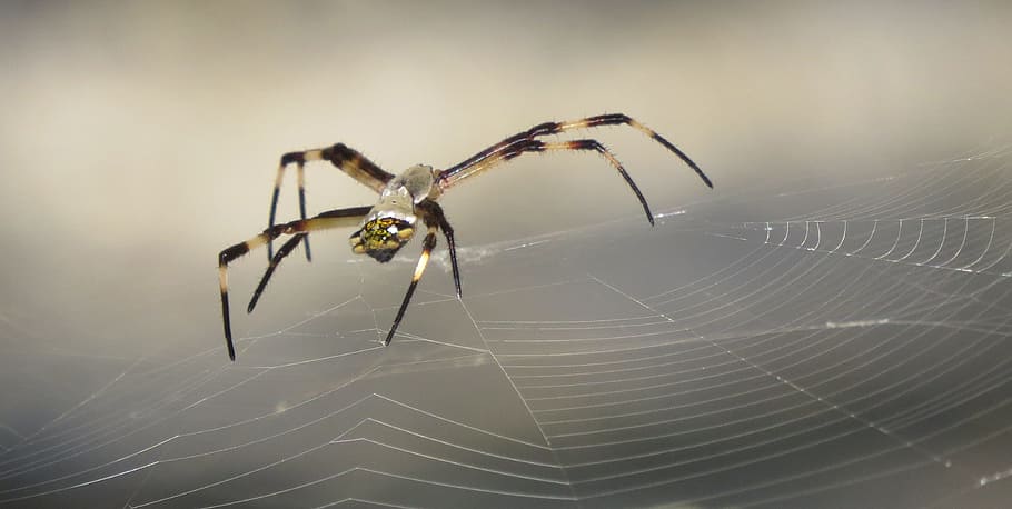 spider, insect, nature, arachnid, wild life, colombia, animal themes HD wallpaper