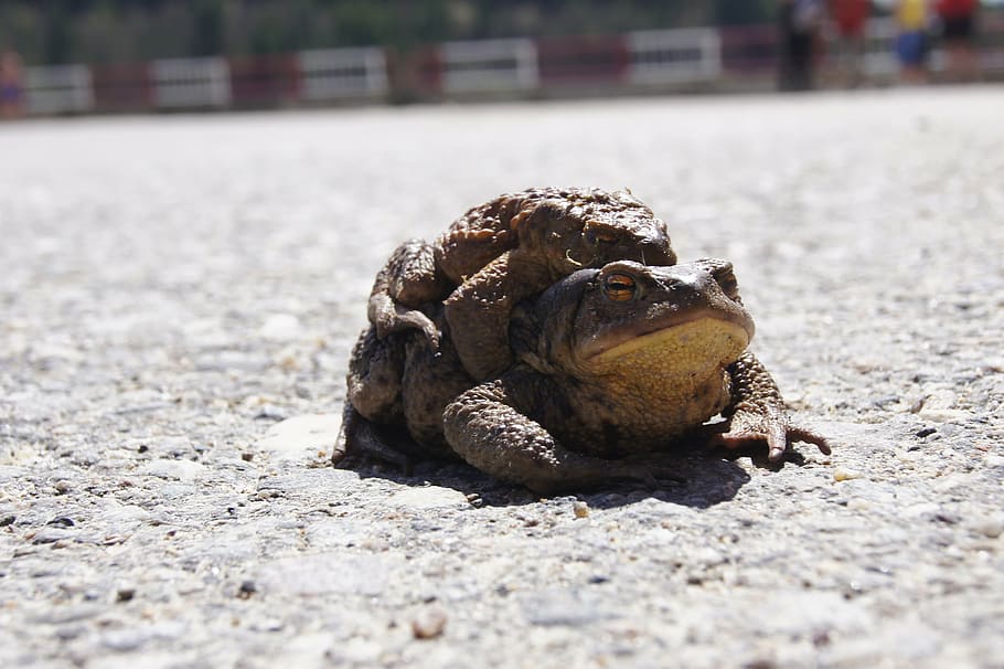 toads, frog, romania, pairing, animal, reptile, nature, wildlife HD wallpaper