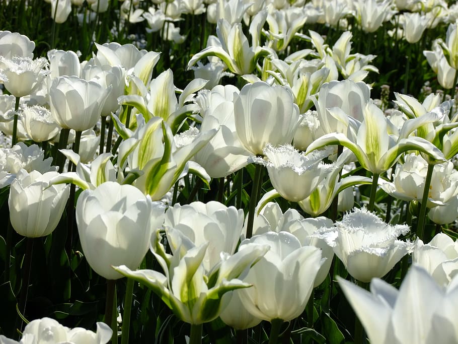 Tulip, Tulipa, Breeding, breeding tulip, tulpenzwiebel, schnittblume, HD wallpaper