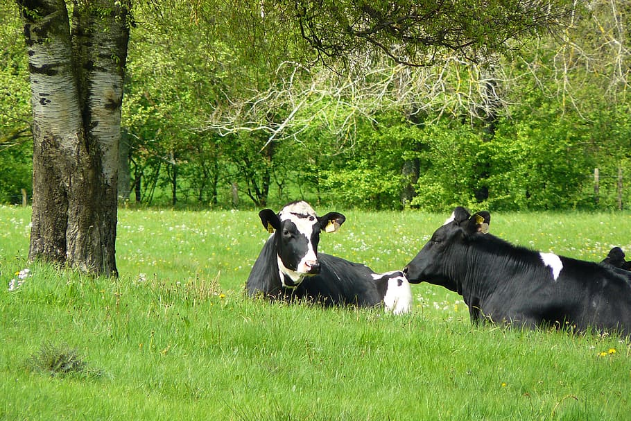 two black-and-white cows on grass field, animal, animals, cattle