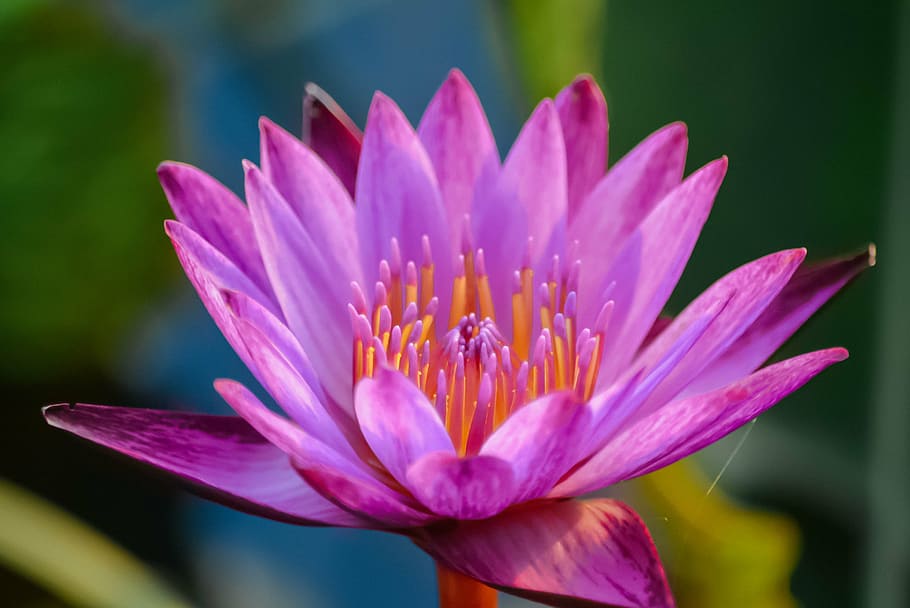 purple flower, natural, water, sunset, nature, clean, fresh, blue
