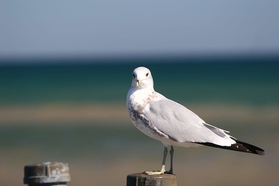 Seagull, Bird, Beach, Ocean, one animal, animals in the wild HD wallpaper