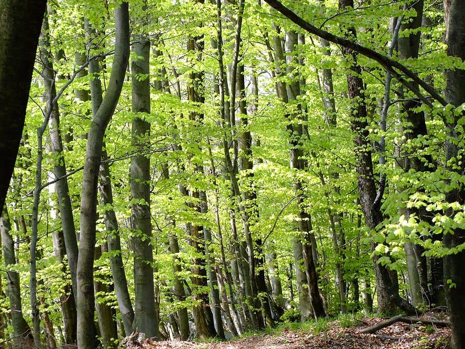 green leafed trees, forest, spring, nature, landscape, fresh HD wallpaper