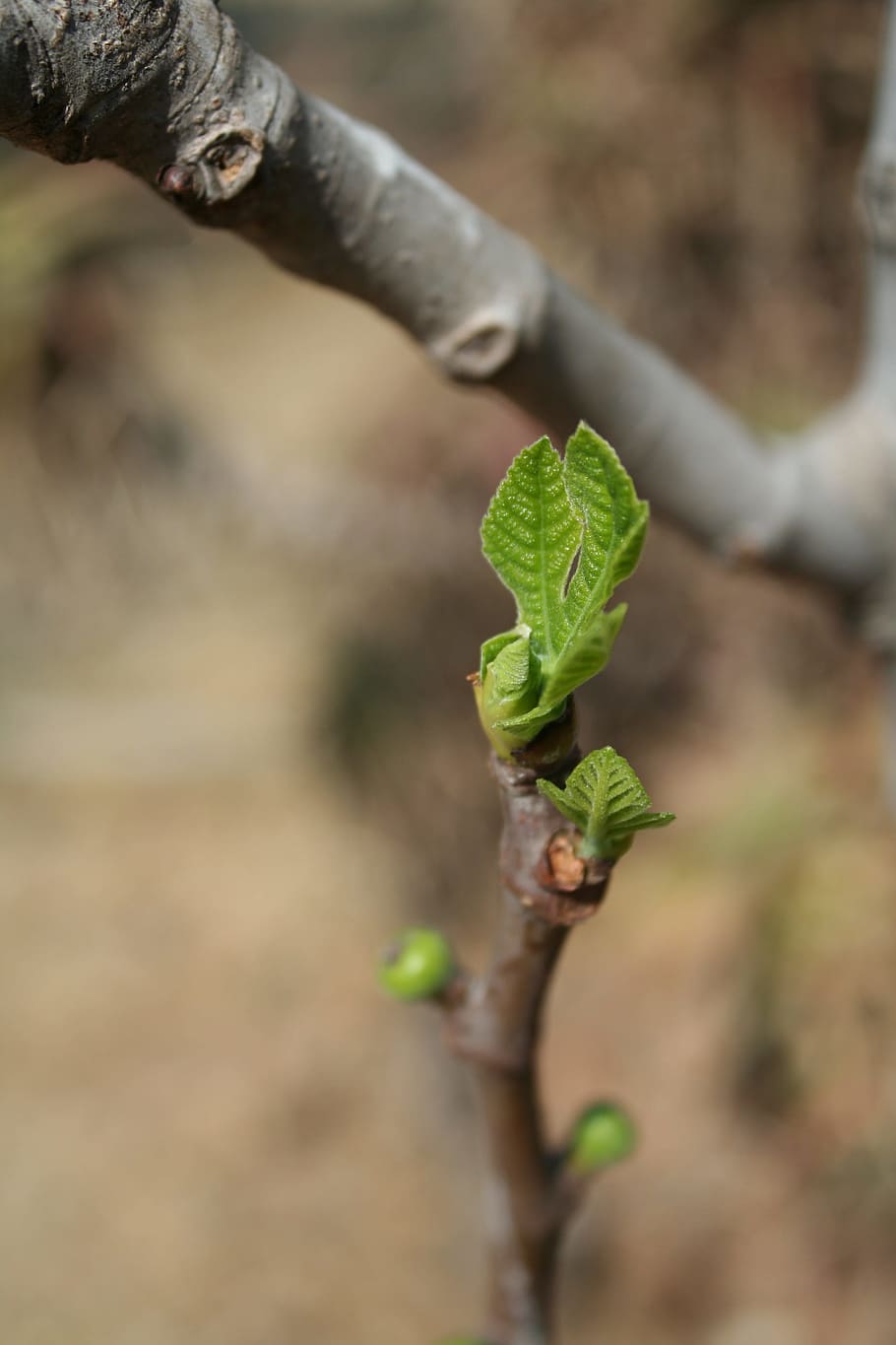 fig tree, growing leaf, spring, macro, fresh, fruit, petal HD wallpaper