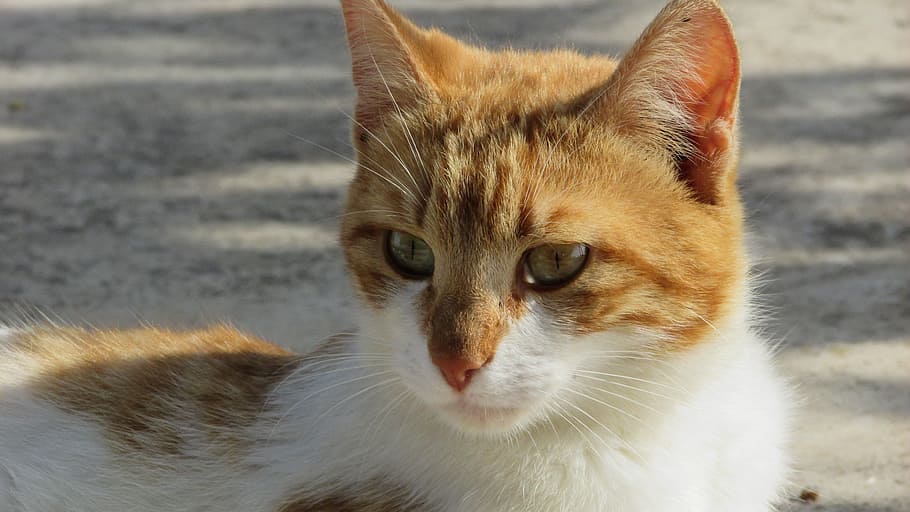 cat, stray, cute, young, kitty, looking, mammal, animal, animal themes HD wallpaper