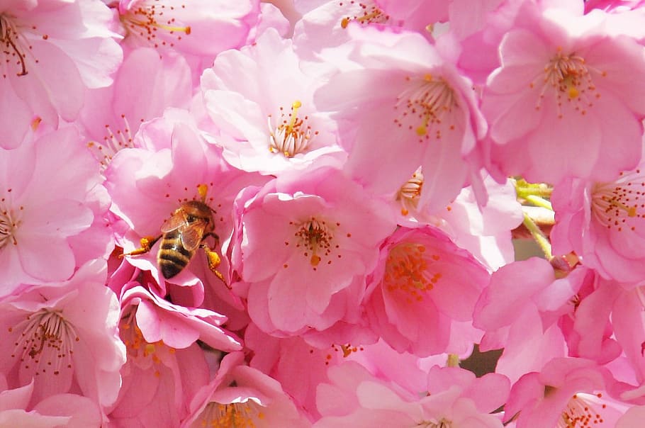 closeup photography of honeybee on pink flower, tree, blossom HD wallpaper