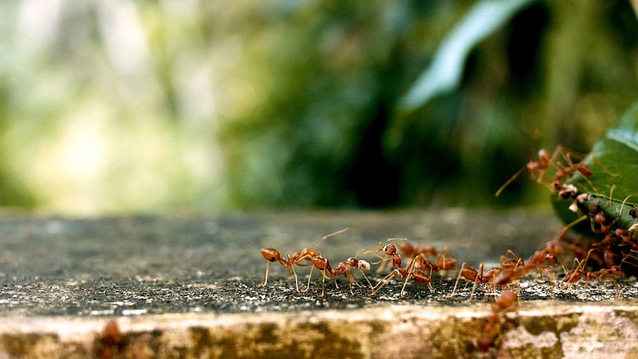selective photography of fire ants on surface, ant groups, team