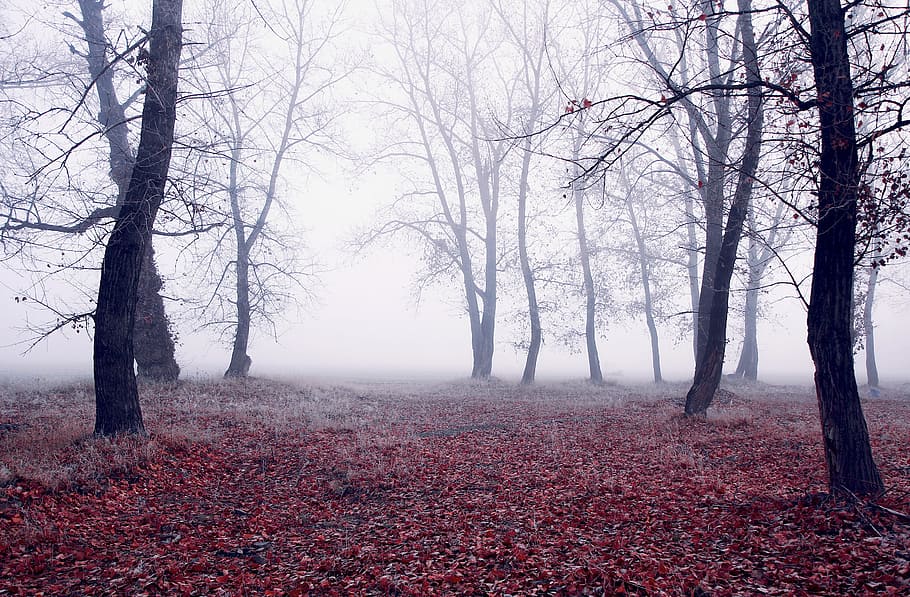 trees covered with mist, fall, season, landscape, nature, wood HD wallpaper
