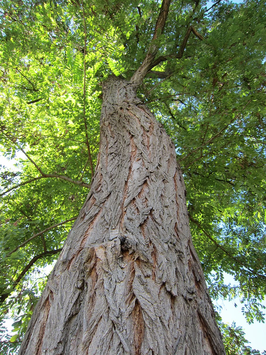 tree, bark, nature, log, plant, trunk, tree trunk, low angle view HD wallpaper