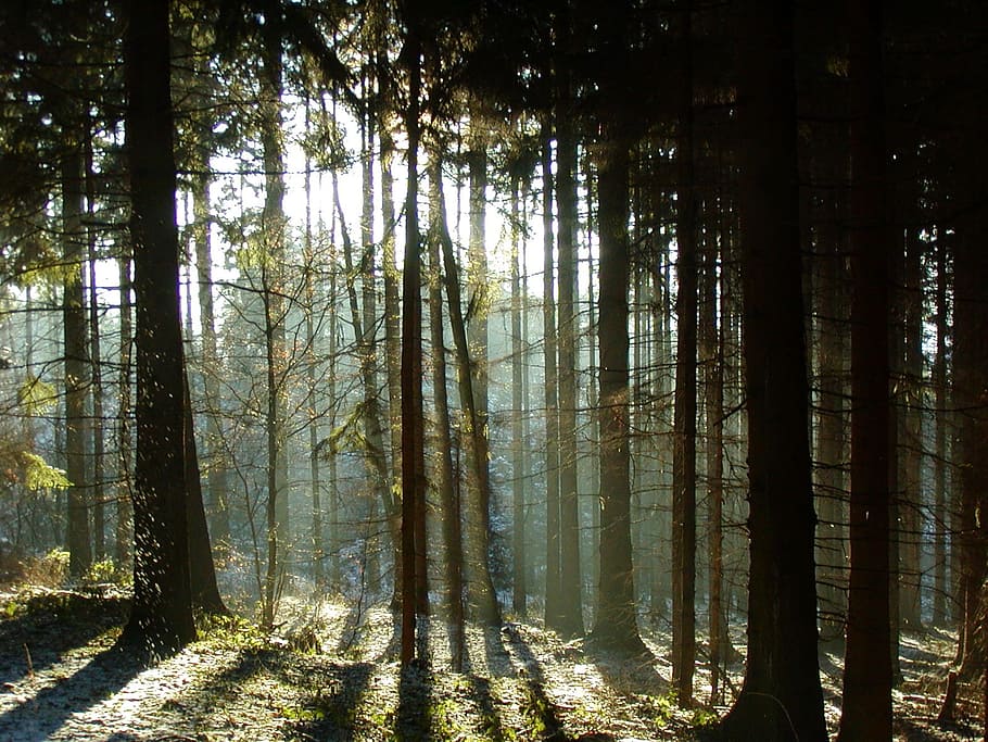 forest, shadow, trees, light, sun, mood, nature, landscape HD wallpaper