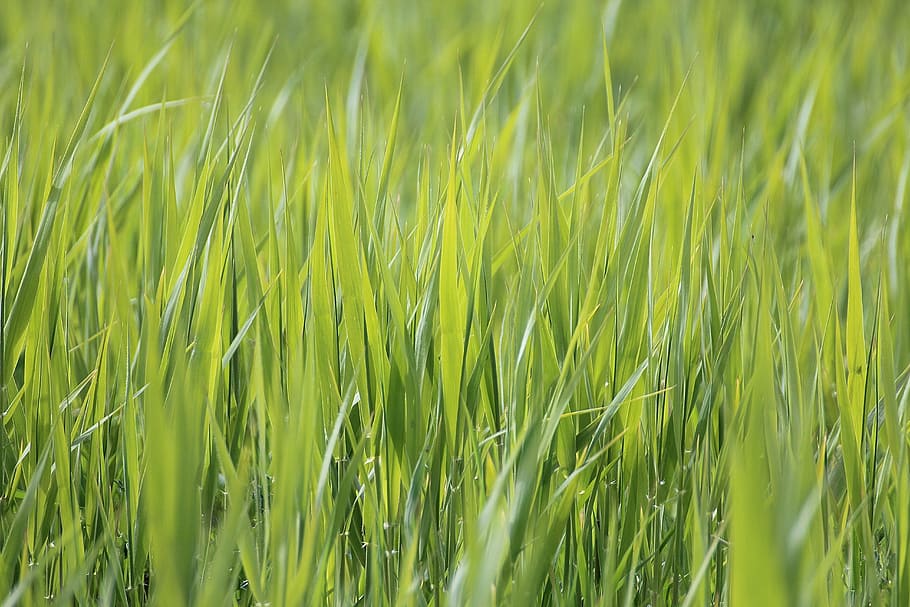 grass, meadow, close, nature, grasses, green, blade of grass HD wallpaper