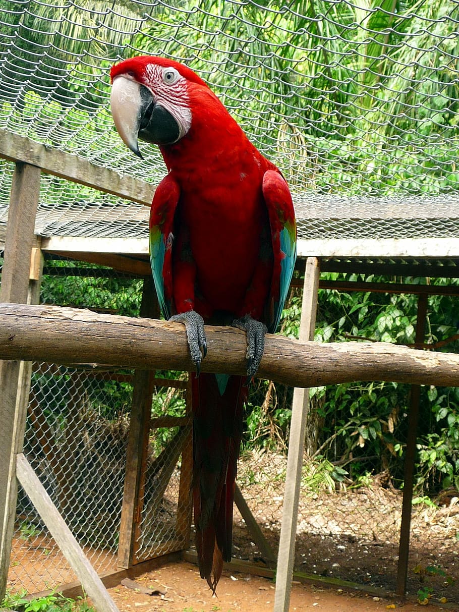 parrot, red, green, perched, vertebrate, animal wildlife, animal themes HD wallpaper