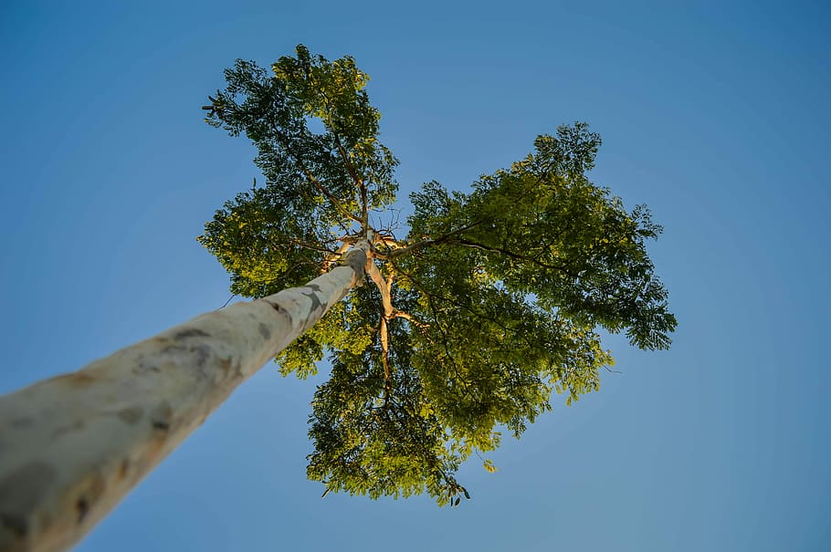 photography of tree, sky, blue, looking up, eucalyptu, plant HD wallpaper