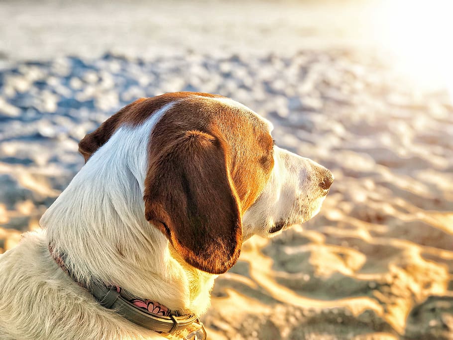 closeup photo of brown dog on sand, short-coated white and brown dog on seashore HD wallpaper