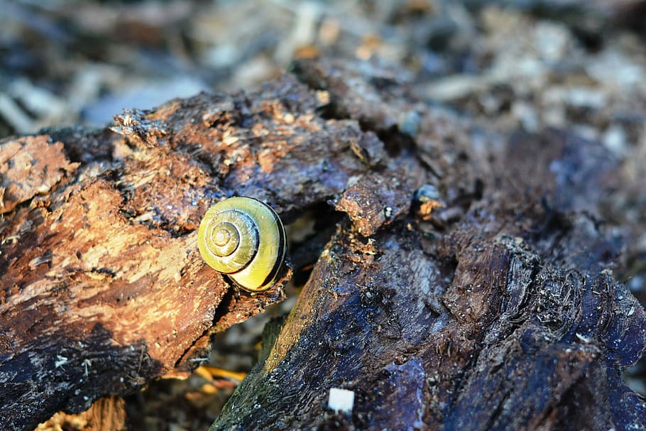 snail, seashell, the bark, crawl, nature, scallop, animal themes HD wallpaper