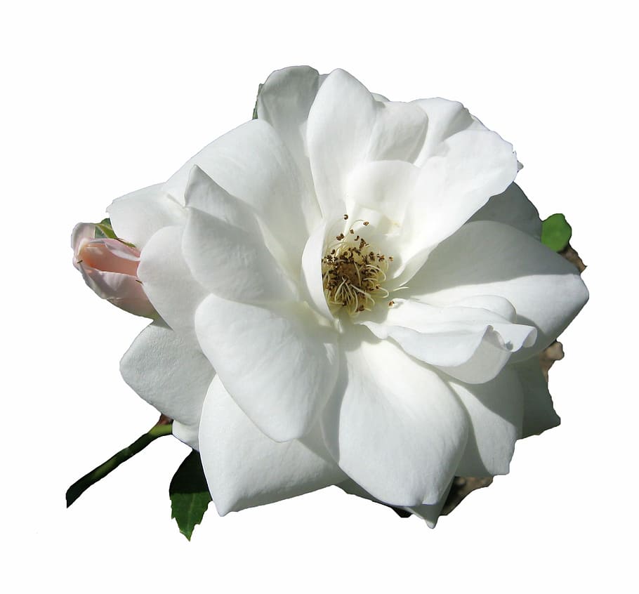 rose, white, blossom, bloom, open, isolated, nature, petal HD wallpaper