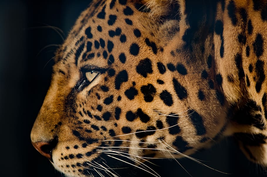 close-up photograph of cheetah, leopard, extremely close, eye HD wallpaper
