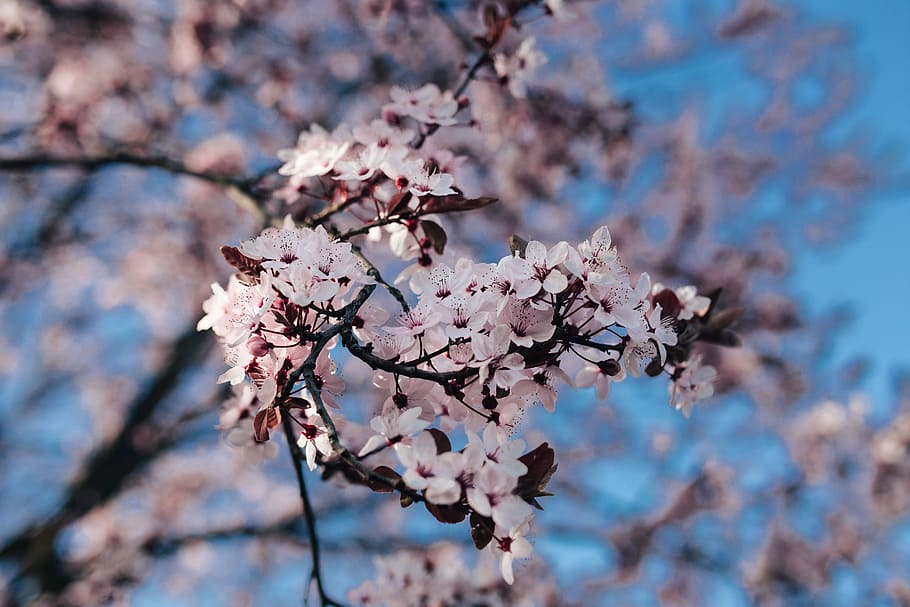 Pink spring flowers, flora, blue sky, blooming, blossom, twig