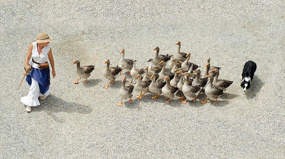 flock of ducks following woman, goose, geese, girl, dog, shepherd, HD wallpaper