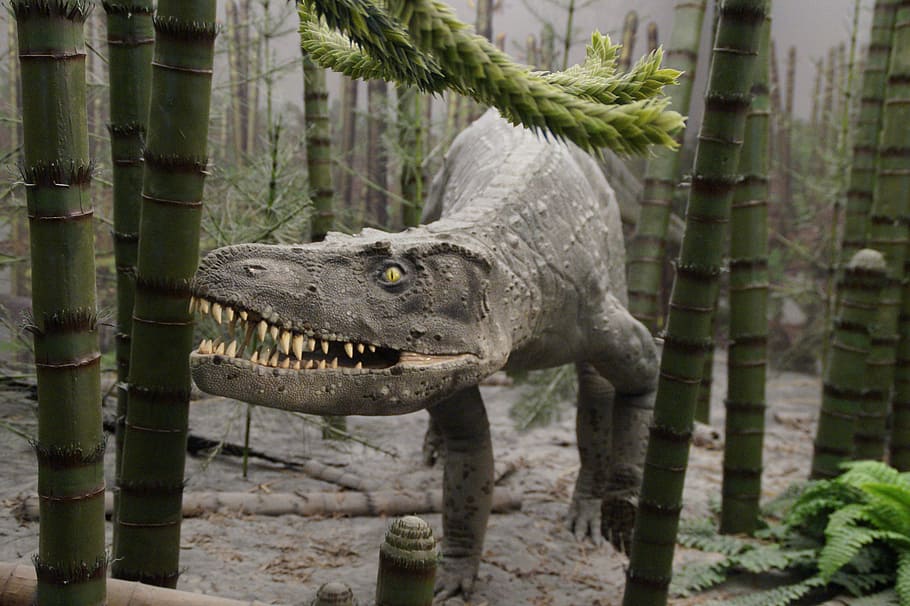 urtier, prehistoric times, evolution, exhibit, museum, museum of natural history HD wallpaper
