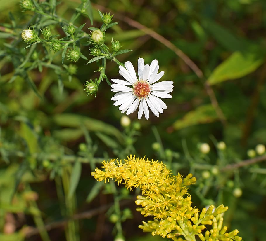 crooked stem aster and goldenrod, flower, blossom, bloom, plant, HD wallpaper