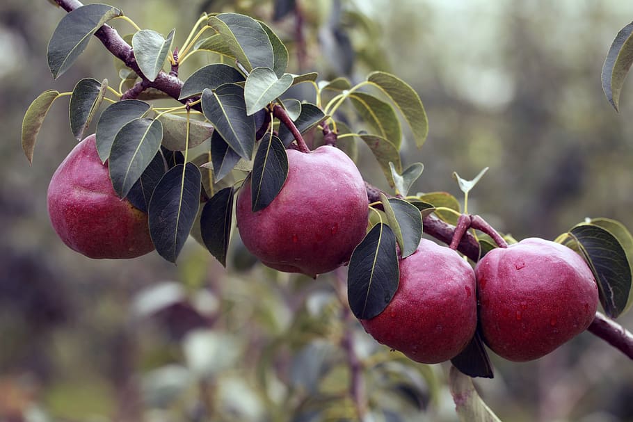 Pear, Fruit, Pears, food and drink, freshness, healthy eating HD wallpaper