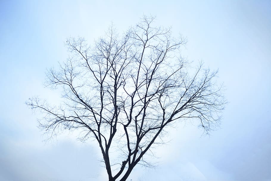 bare leaf tree, winter, lonely, profile, nature, branch, sky HD wallpaper