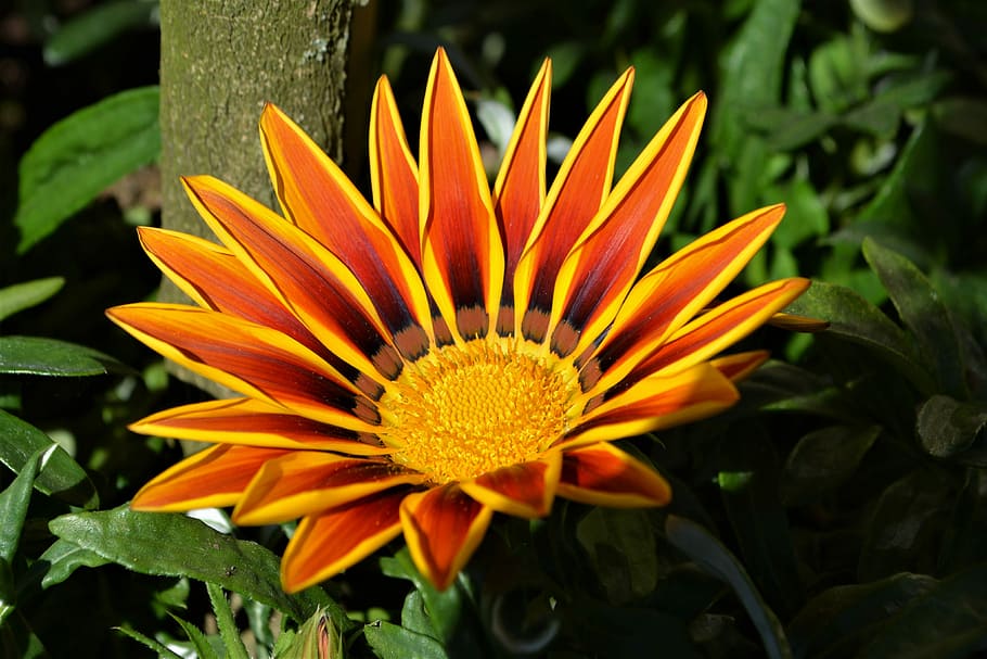 close-up photo of red and yellow gazania in bloom, blossom HD wallpaper