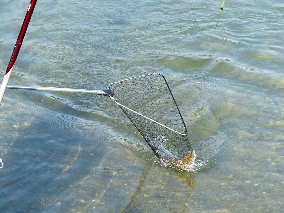 network, fish, catch, caught, water, fischer, landing net, skimmer HD wallpaper