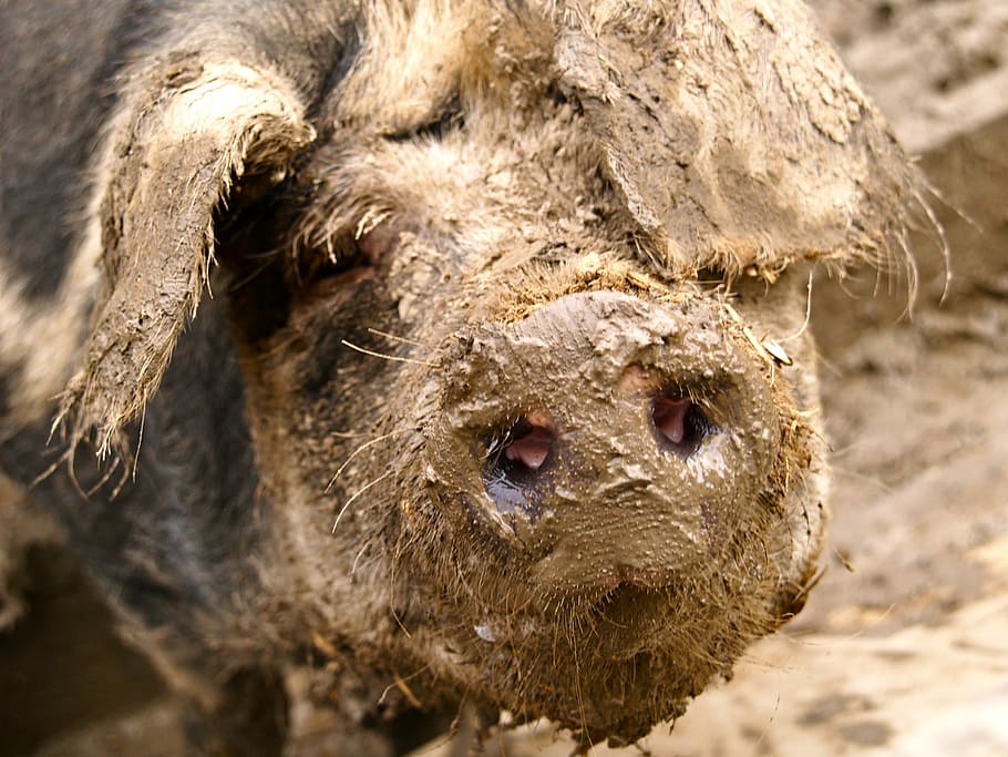 pig, mud, quagmire, dig, pig nose, dirt, nature, snout, farm HD wallpaper