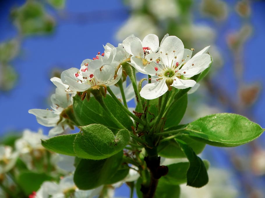 spring, flower, orchard, nature, springtime, pear, white, flowering plant HD wallpaper