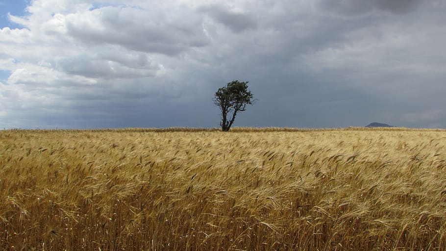 Cyprus, Perivolia, Ear, Field, Golden, tree, clouds, nature HD wallpaper