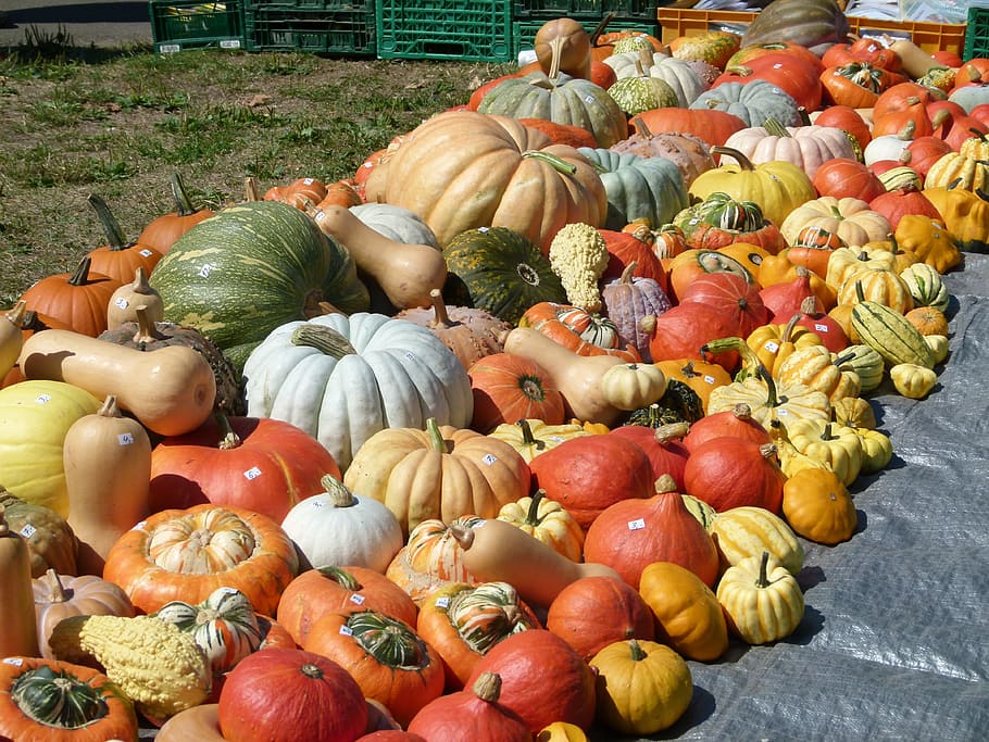assorted-color squash lot, Pumpkins, Vegetables, Halloween, thanksgiving, HD wallpaper