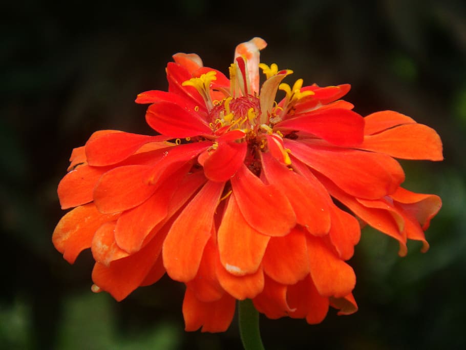 flower, macro, nature, bloom, flowering plant, fragility, vulnerability HD wallpaper