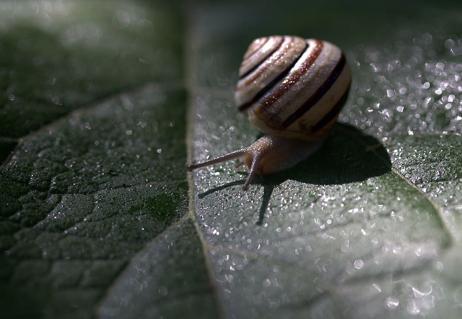 snail, leaf, wet, shell, light, nature, garden, animal, slimy HD wallpaper