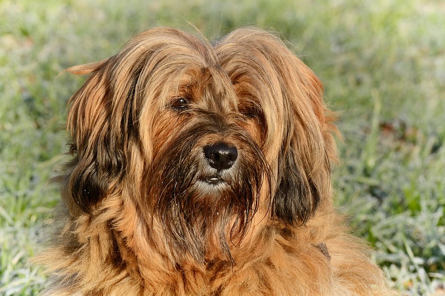 brown lhasa apso close-up photography, dog, face, head, tibetan terrier, HD wallpaper