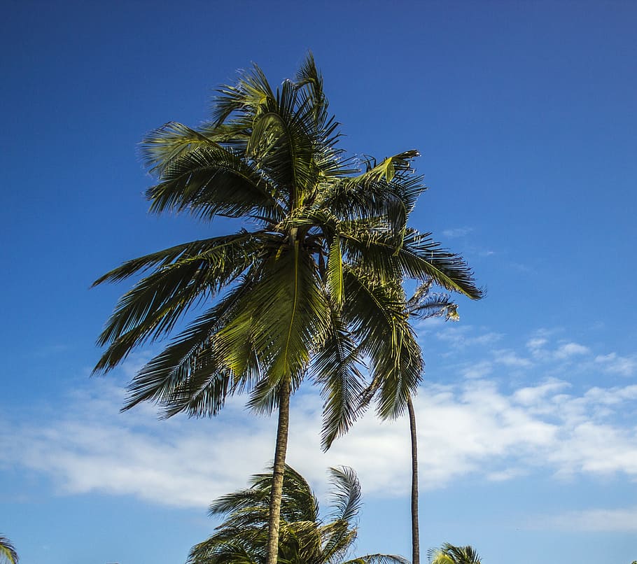 palm tree, coconut, sky, palma, leaves, beach, tropical climate HD wallpaper