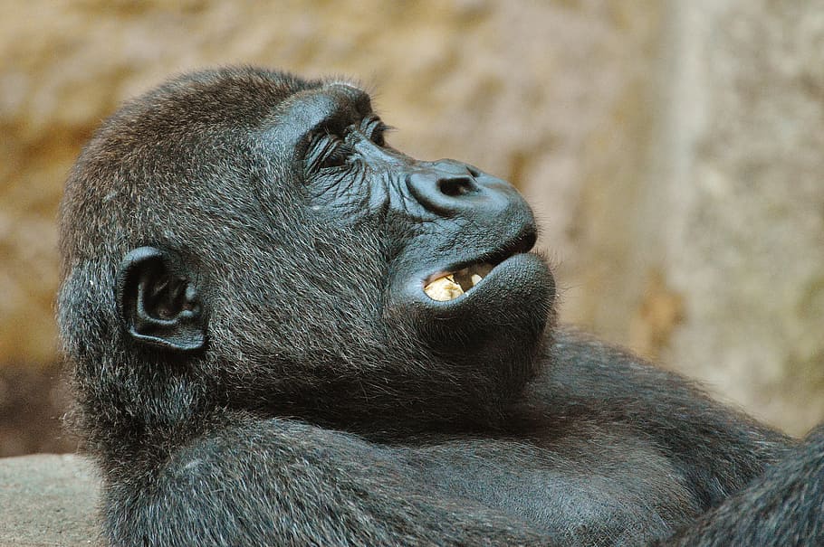 monkey, gorilla, eat, zoo, animal, wild animal, tierpark hellabrunn HD wallpaper