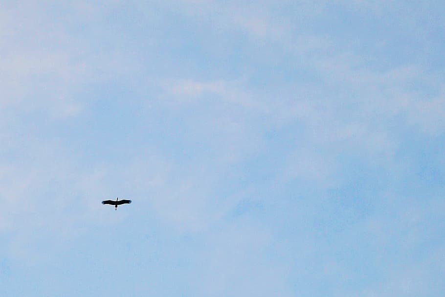 negative space, bird fly, crane, birds migrating, fly high HD wallpaper