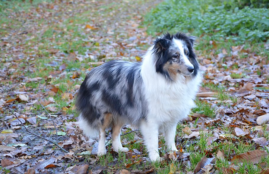 Shetland sheepdog colors blue 2024 merle